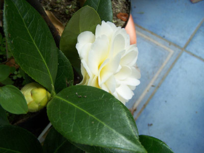 100_1049_CAMELLIA_jap._Dahlonega_seitl.__800.jpg