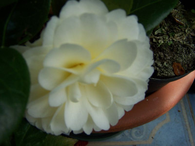 100_1050_Cam.jap._Dahlonega_flou__800.jpg