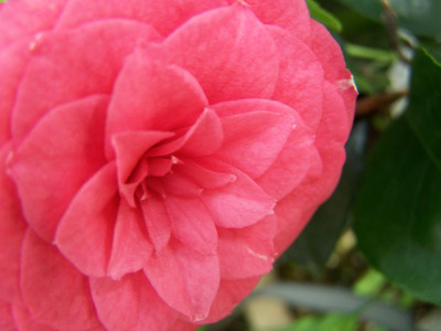 100_1051_Camellia_jap._Orandako__blauliches_Rot_800.jpg