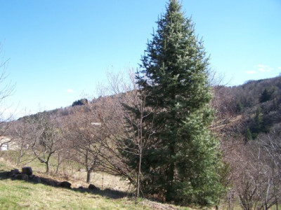 100_1026_ABIES_oder_DOUGLASIA____640.jpg