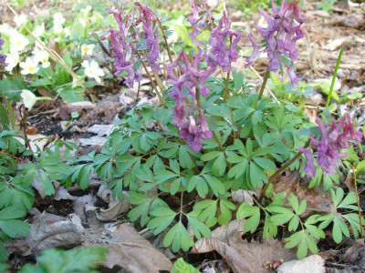 Corydalis_ue.jpg