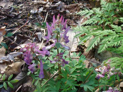 Corydalis_Bluten_ue.jpg