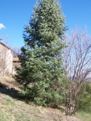 100_1027_ABIES_concolor_oder_nicht__300.jpg