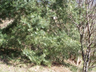 100_1028_ABIES_c._Zweige__400.jpg