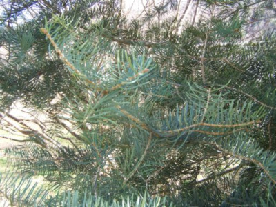 100_1044_ABIES_concolor__Zweige__500.jpg