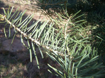 100_1045_ABIES_oder_DOUGLASIA___Zweigspitze__500.jpg