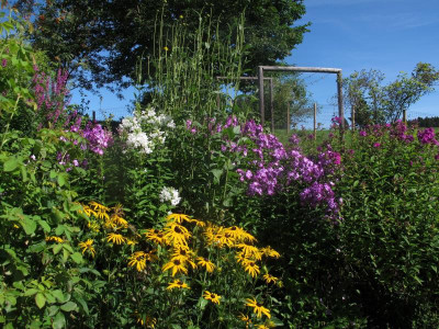 rudbeckiaphlox.JPG