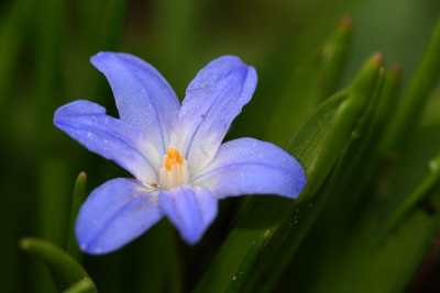 Chionodoxa_1_c.jpg