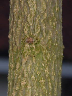 Catalpa_DSC_0873.jpg
