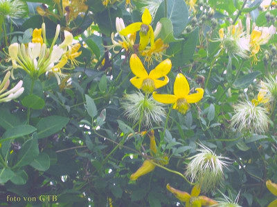 Clematis orientalis x serratifolia 'Helios'.jpg