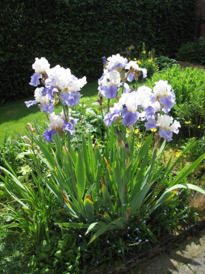 Iris barb. elat. 'Stairway top Heaven'_4866.JPG