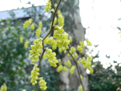 K800_P1050196.JPG