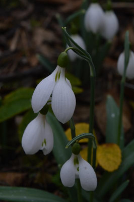 DSC_0303.JPG