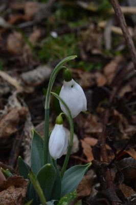 DSC_0315.JPG