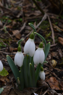 DSC_0304.JPG