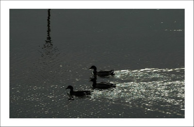 Maasenten_1_15-03-2008.jpg