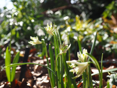 Bunch P2190104.JPG