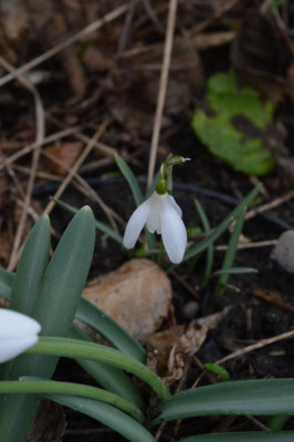 DSC_0347.JPG
