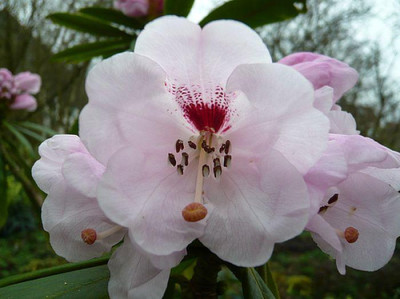 Rhododendron_calophytum_2008_fars_2008.jpg