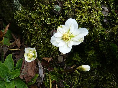 Helleborus_wei_gefullt__2_fars_2008.jpg