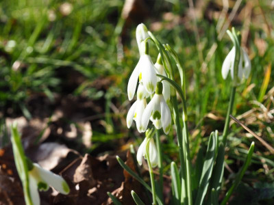 Elfin P2190134.JPG