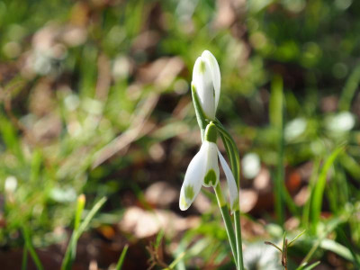Elfin P2190135.JPG