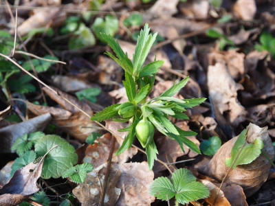 Helleborus viridis P2190152.JPG