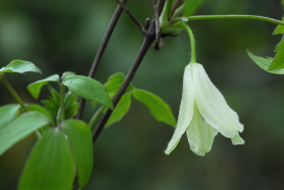 Cl_tosaensis_0934_resize.JPG