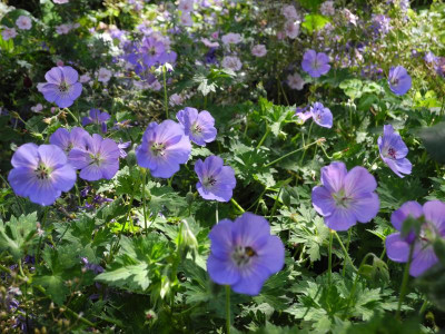 wallichianum 'Azure Rush' 2017-06-21 (2).JPG