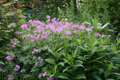 Geranium Sirak0119.JPG