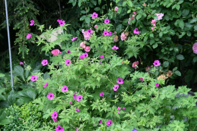 Geranium0716.JPG