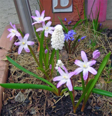 fruehling_2008_01.jpg
