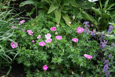 Geranium0116.JPG
