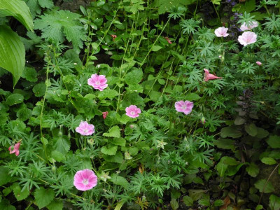 sanguimeum 'Elke' und 'Apfelblüte'.JPG