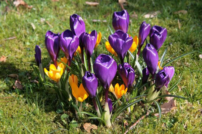 Fruhling.2008IMG_2032jpg.jpg