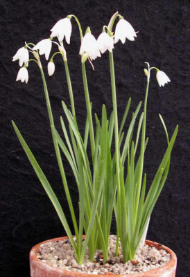Leucojum_tingitanum_2008-03-16.JPG