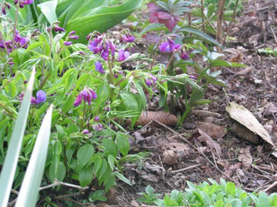 Lathyrus_ver_02.jpg