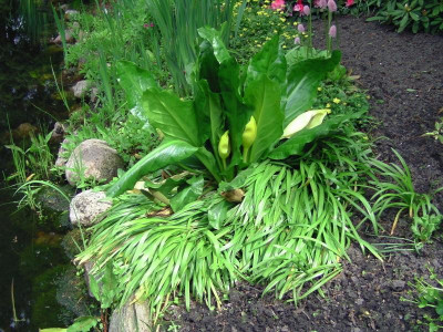 Bot_garten Christiansberg 080.jpg