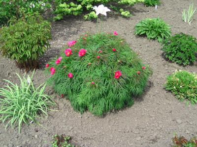 Bot_garten Christiansberg 059.jpg
