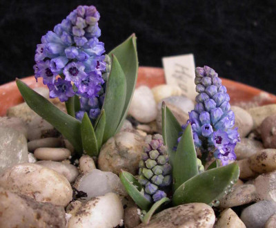 Hyacinthella_acutiloba_2008-03-16.JPG