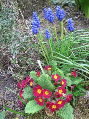 Primel rot vor Muscari_9258.JPG
