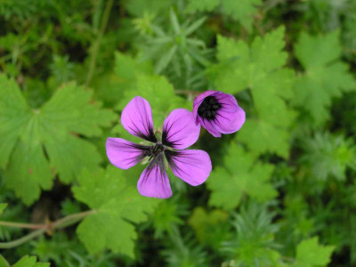 Geranium_procurrens.jpg