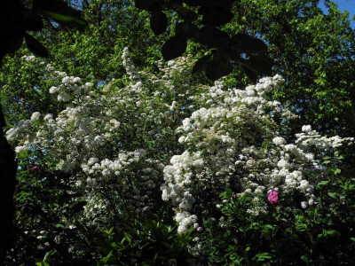 Spiraea 2018-05-20 01.jpg.JPG