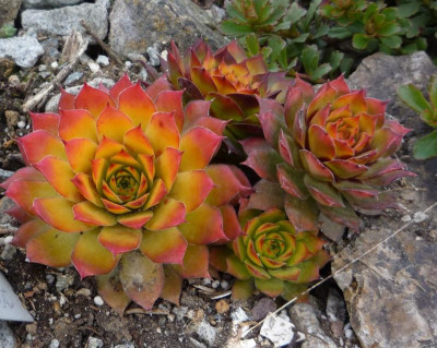 Sempervivum_GOLD NUGGET_2_11.04.2021.jpg