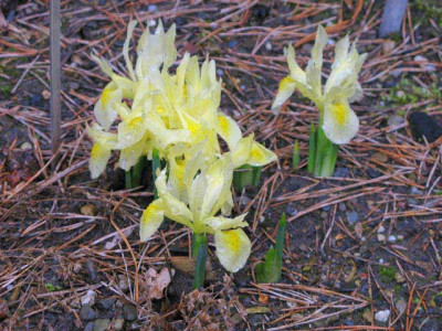 Iris_winogradowii.jpg