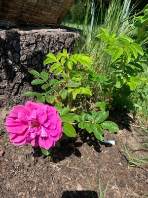 Märkische Küchenrose.jpg