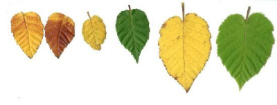 Betula_Laub_1_Oktober_04.jpg
