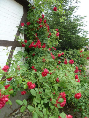 Rosa 'Paul's Scarlett Climber'_P1040362.JPG