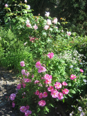 Rosa mundi 'Versicolor' vor Chaucer_0088.JPG
