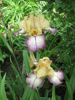 Iris barb. elat. 'Tennessee Gentleman'_4875.JPG